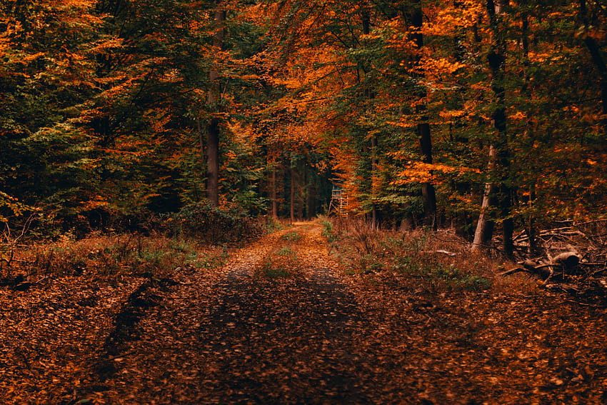 Natur, Bäume, Herbst, Wald, Weg, Laub, Gefallen, Herbstlandschaft HD-Hintergrundbild