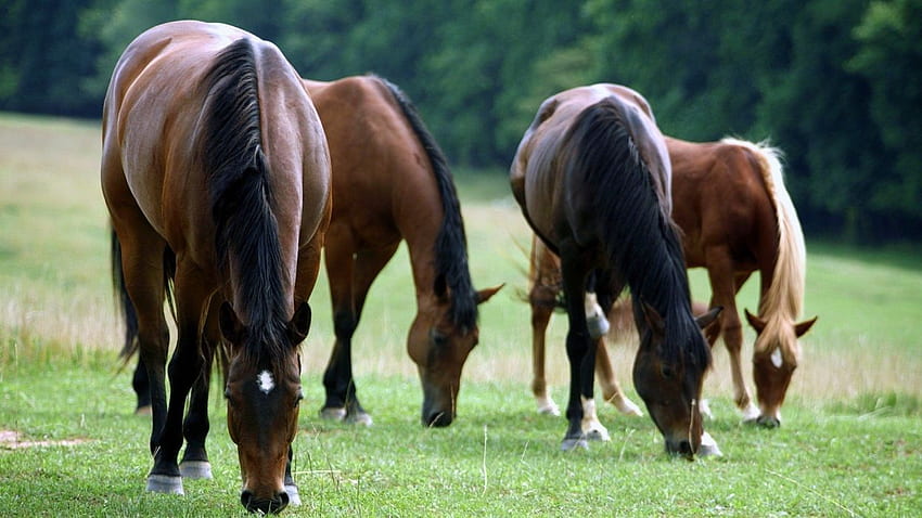 Beauty cute amazing animal American Quarter Horse Eating Grass . HD wallpaper
