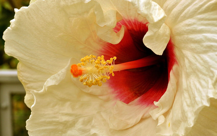 Blume, Makro, Staubblätter HD-Hintergrundbild