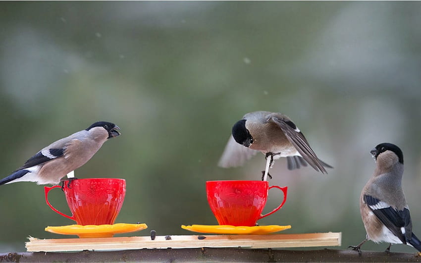 For birds, birds, cup, animals, red HD wallpaper