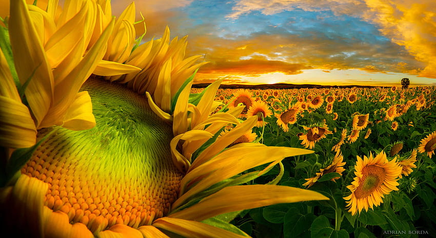 Sunflowers, summer, skin, yellow, green, texture, sunflower HD wallpaper