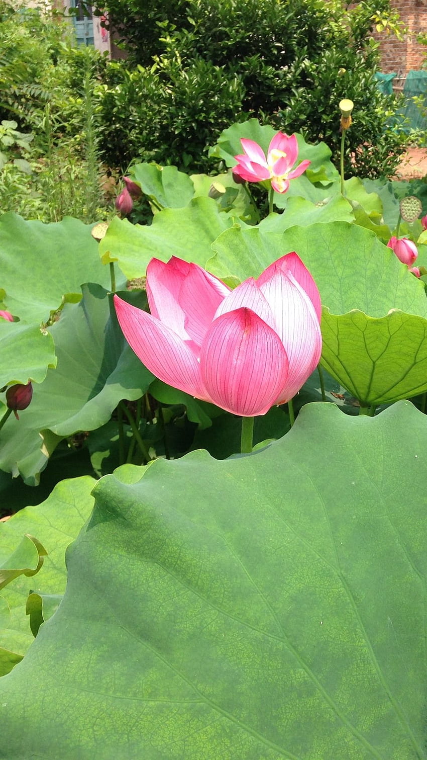 Summer Flowers, Pink Lotus, Green Leaves IPhone 11 Pro XS X , Background HD phone wallpaper