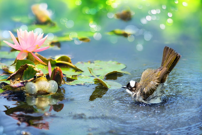 Vogel, Pasare, süß, Sommer, Rosa, Pasari, Wasser, Vara, Lotus HD-Hintergrundbild