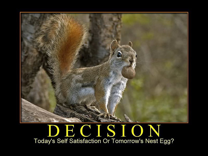 Decision, limb, squirrel, nut, tree HD wallpaper