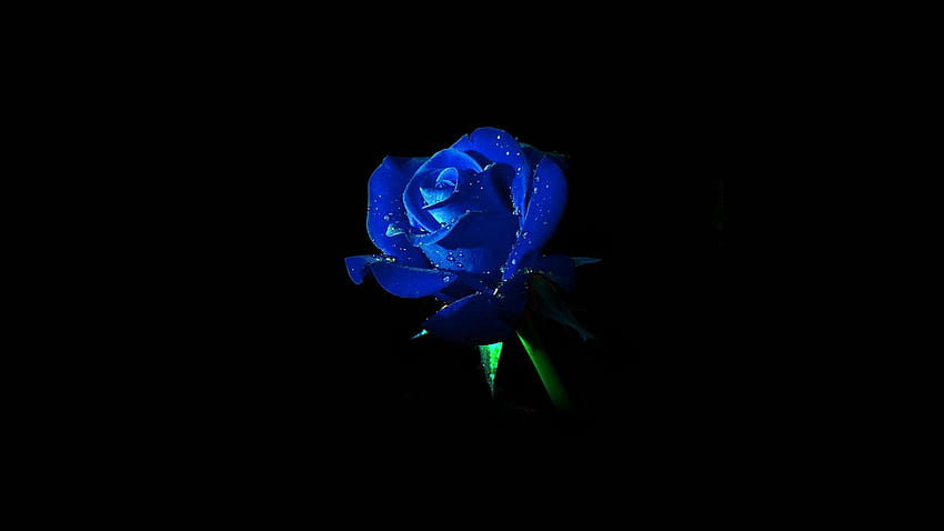 for , laptop. blue rose dark flower nature HD wallpaper