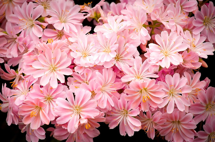 Bunga, Merah Muda, Latar Belakang Hitam, Benang Sari Wallpaper HD