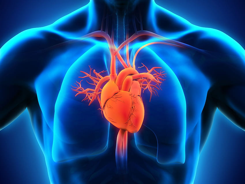 Jak zmuszanie serca do cięższej pracy czyni je silniejszym — zdrowie, anatomia serca Tapeta HD