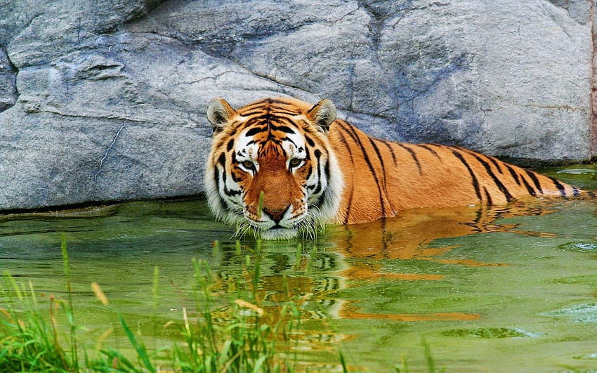 Animals, Water, Stones, Lie, To Lie Down, Tiger HD wallpaper
