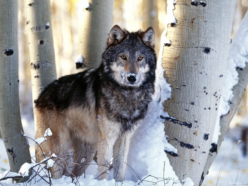 動物、オオカミ、雪 高画質の壁紙