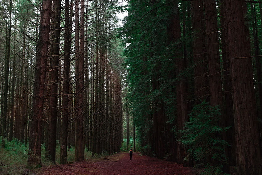 Natur, Bäume, Wald, Mensch, Person, Einsamkeit HD-Hintergrundbild
