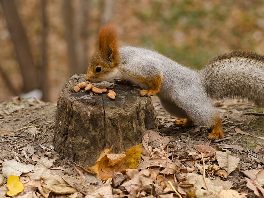 Squirrel Fluffy Cute Animal, Sincap HD wallpaper