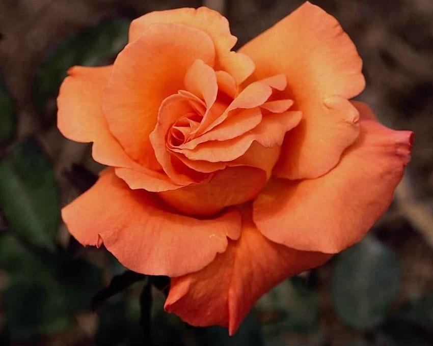 Orange Rose yang indah, mawar, embun, kelopak, bunga Wallpaper HD