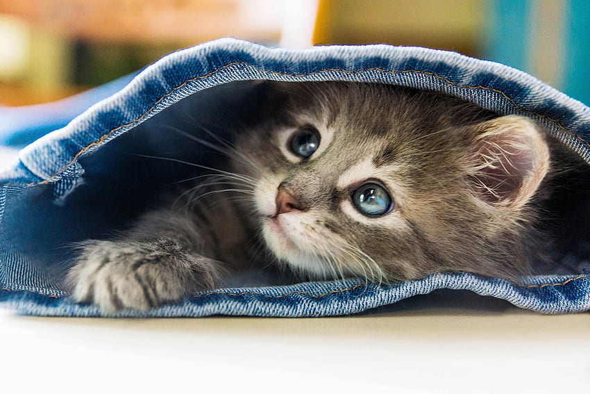 Kitten, pisici, paw, denim, cute, cat, jeans HD wallpaper