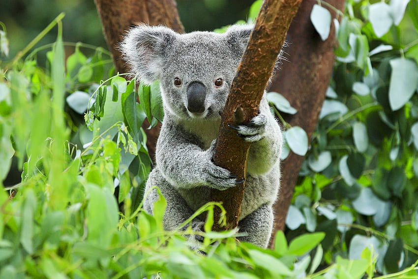 Koala, animale, australiano, kaola, marsupiale Sfondo HD