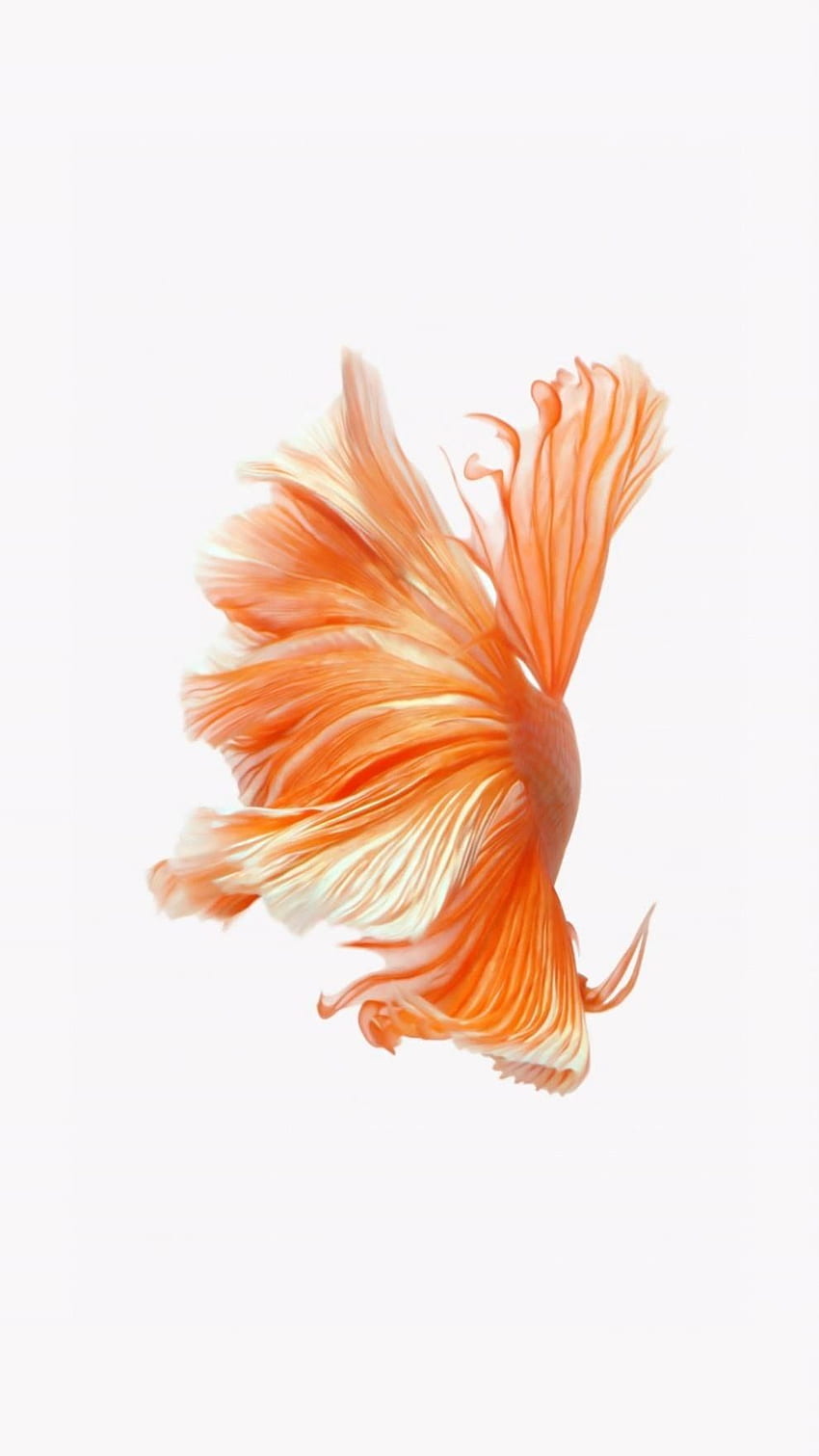 How to Get Apple's Live Fish Back on Your iPhone in iOS, Custom 5S Dynamic HD phone wallpaper