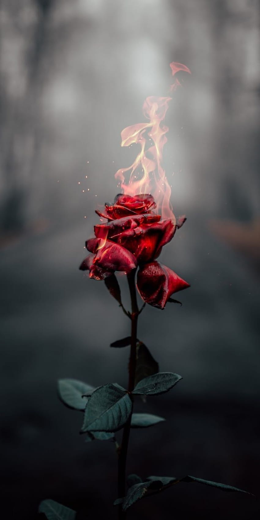 Hayden Cook on iPhone . graphy , Nature graphy, Fire graphy, Dying Rose HD phone wallpaper