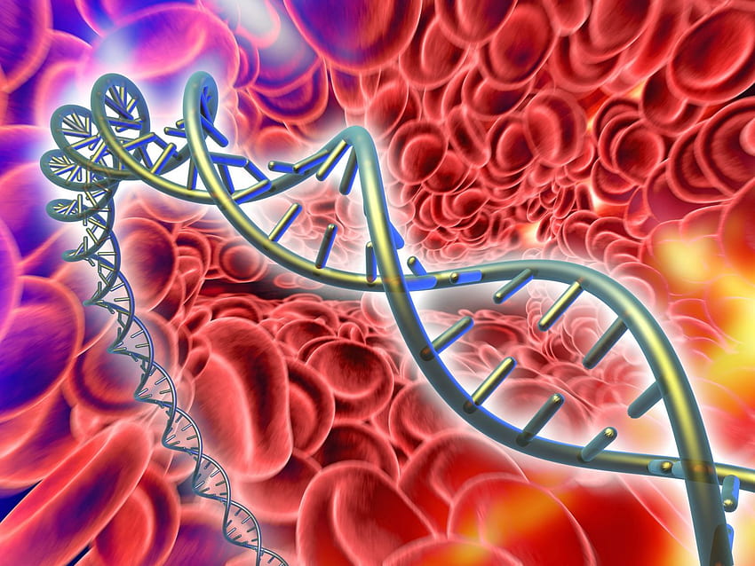 Epigenetic Regulation Key to Daily Formation of Billions of Blood Cells, Red Blood Cells HD wallpaper
