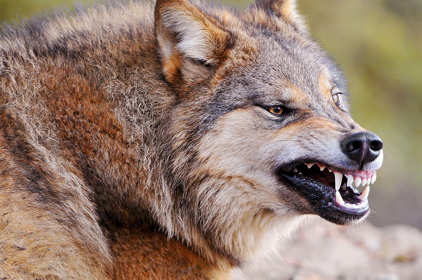 Tiere, Aggression, Grinsen, Schnauze, Raubtier, Wolf HD-Hintergrundbild