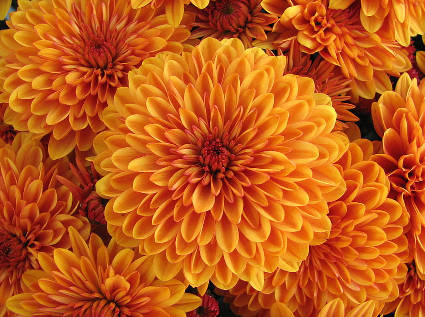 Blumen, Blütenblätter, Knospe, Dahlie HD-Hintergrundbild
