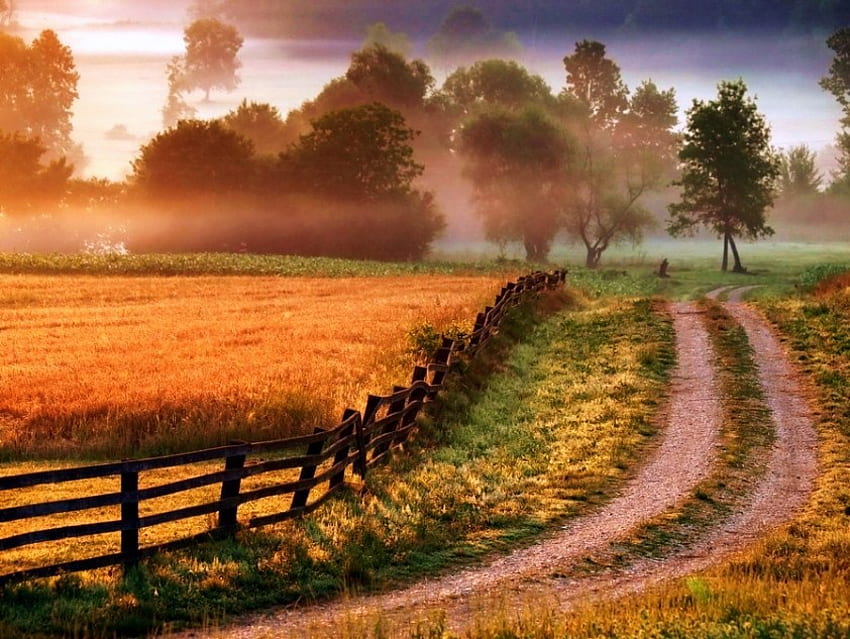 País de oro, niebla, camino rural, campo, cerca, árboles, otoño, hierba fondo de pantalla