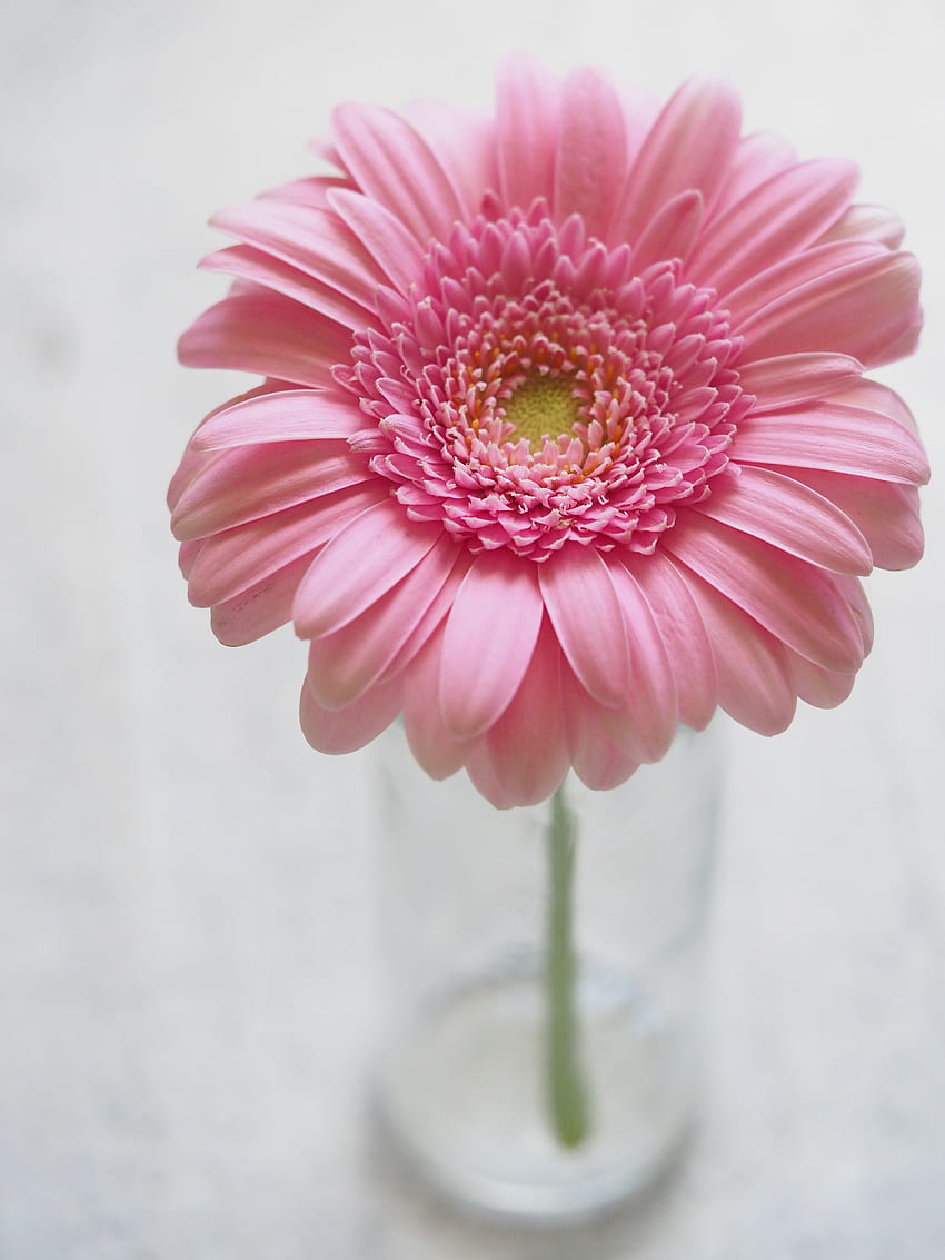 Pink Gerbera Flower In Closeup graphy, Background - Pink Flower -, Gerbera Daisy HD phone wallpaper