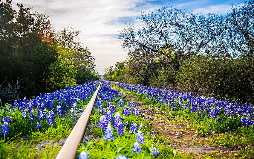 Kingsland Rail, blu, graphy, Texas, bluebonnets, primavera, fiori di campo, alberi, acciaio, viaggio, binari ferroviari, bianco, cielo, USA, treno, verde, nuvole, natura, ferrovia Sfondo HD