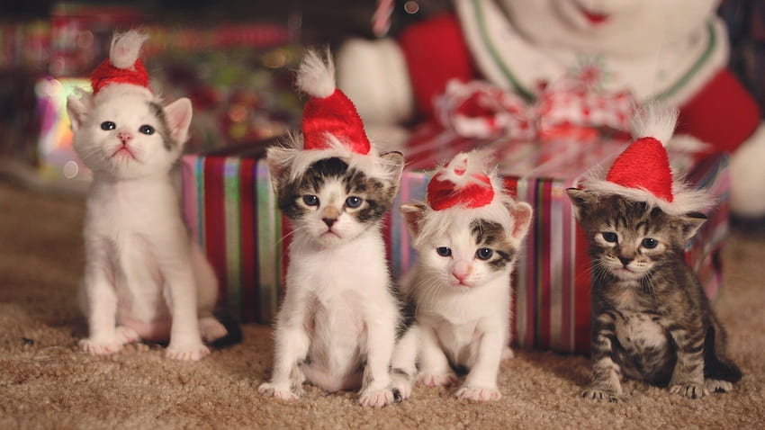 :), animal, kitten, craciun, cute, cat, pisici, christmas, hat, santa HD wallpaper