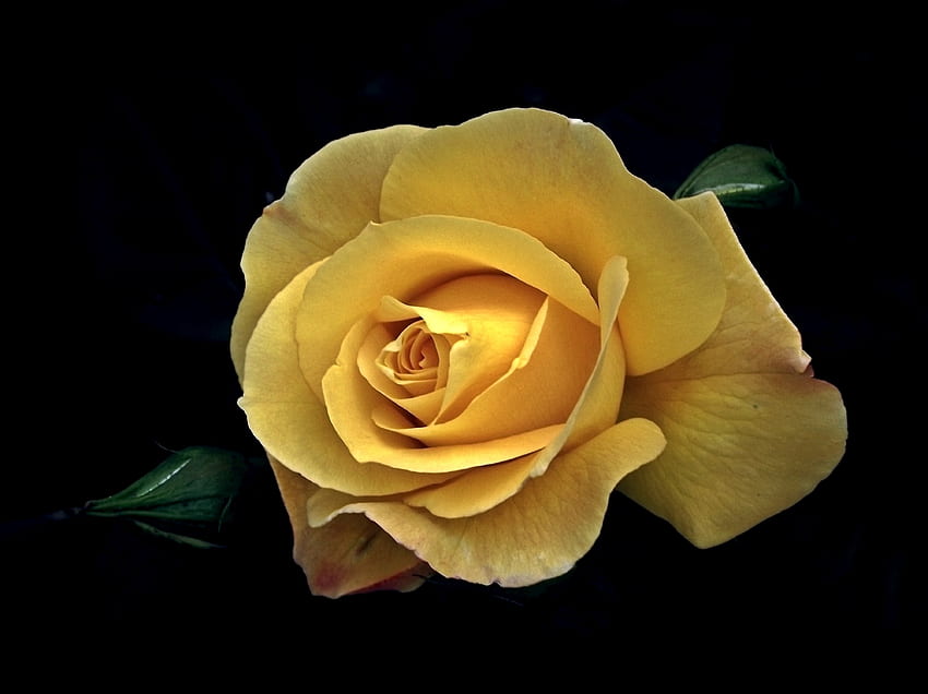 Yellow rose, flower, portrait HD wallpaper