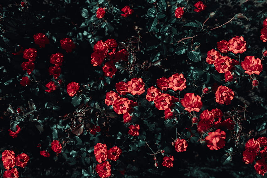 Flowers, Roses, Bush, Garden, Sunlight HD wallpaper