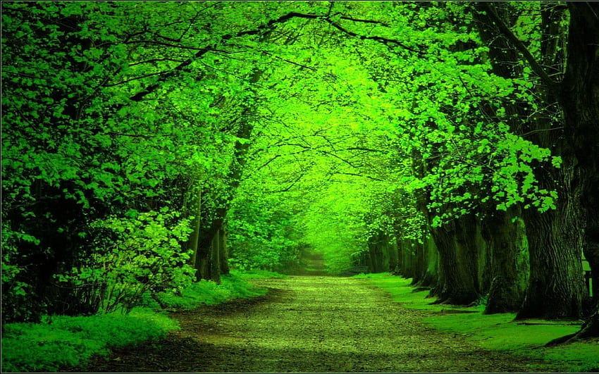 Forest Src Зелен горски фон Телефон - Зелен горски фон - -, Тъмнозелена гора HD тапет