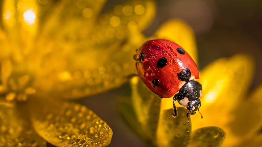 Ladybug, animal, nature, insect HD wallpaper