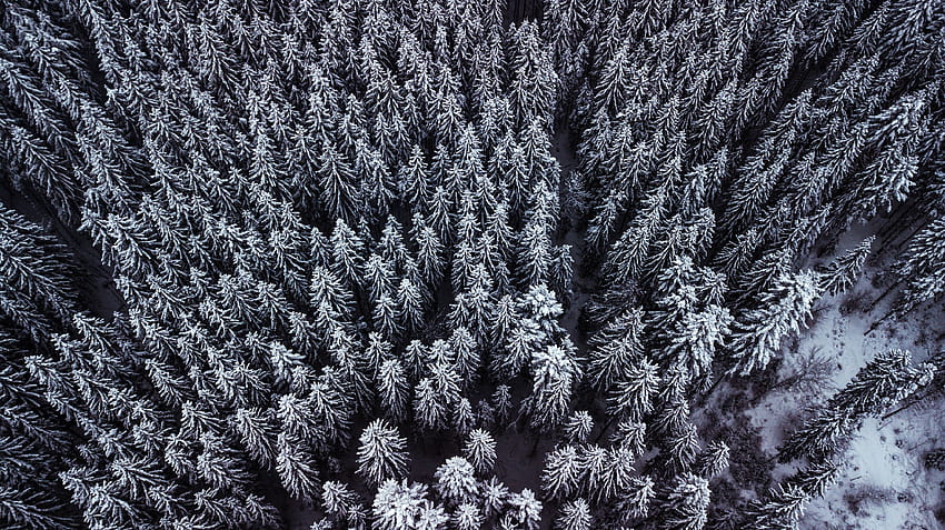 Aerial shot, trees, top view, winter HD wallpaper
