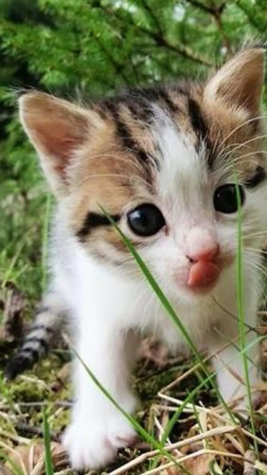Cute Baby Cat, Cute Kitty, Kitten HD phone wallpaper