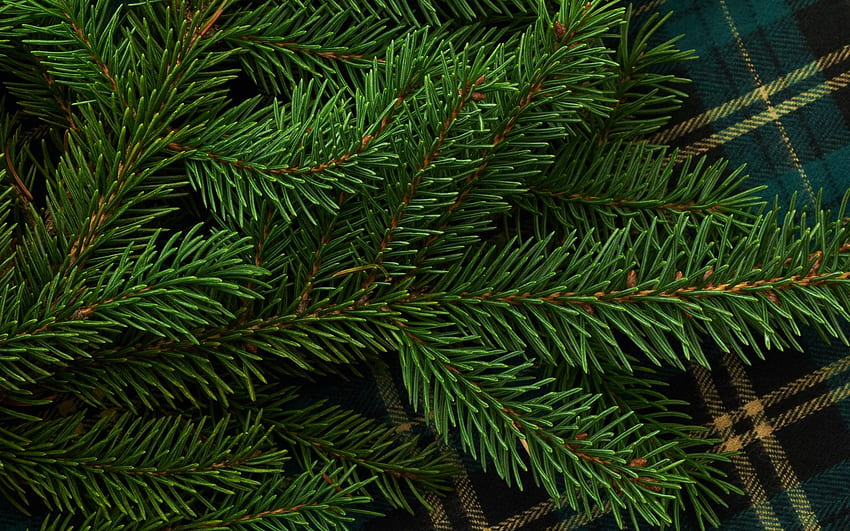 pine, branch, needles, green 16:10 background HD wallpaper