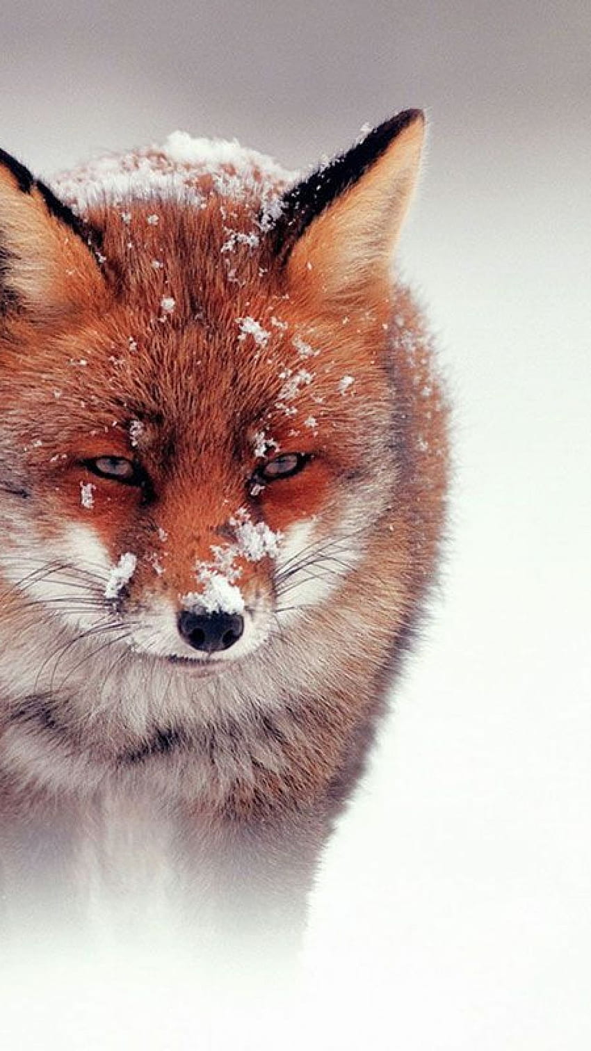 Red Fox Snow HD phone wallpaper