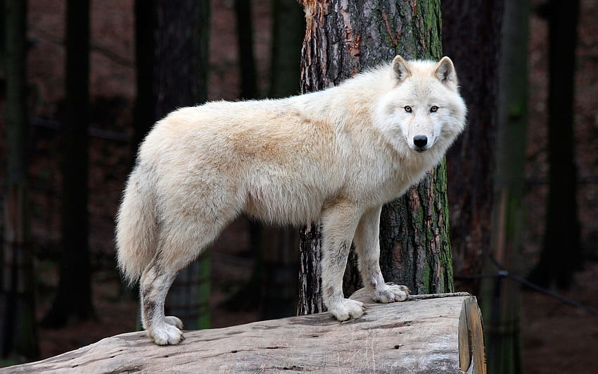 白いオオカミ、切り株、野生動物、、2880 X 1800 野生動物 高画質の壁紙