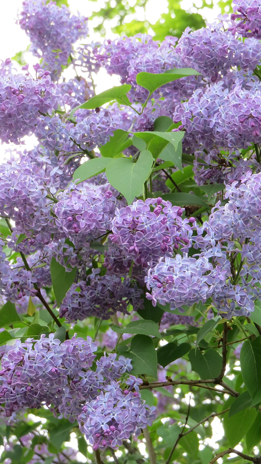 Lilac, Flower Tree HD phone wallpaper