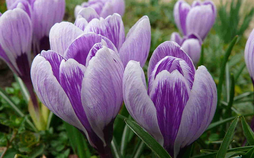 Blumen, Nahaufnahme, Knospen, Frühling, Primel, Krokusse HD-Hintergrundbild