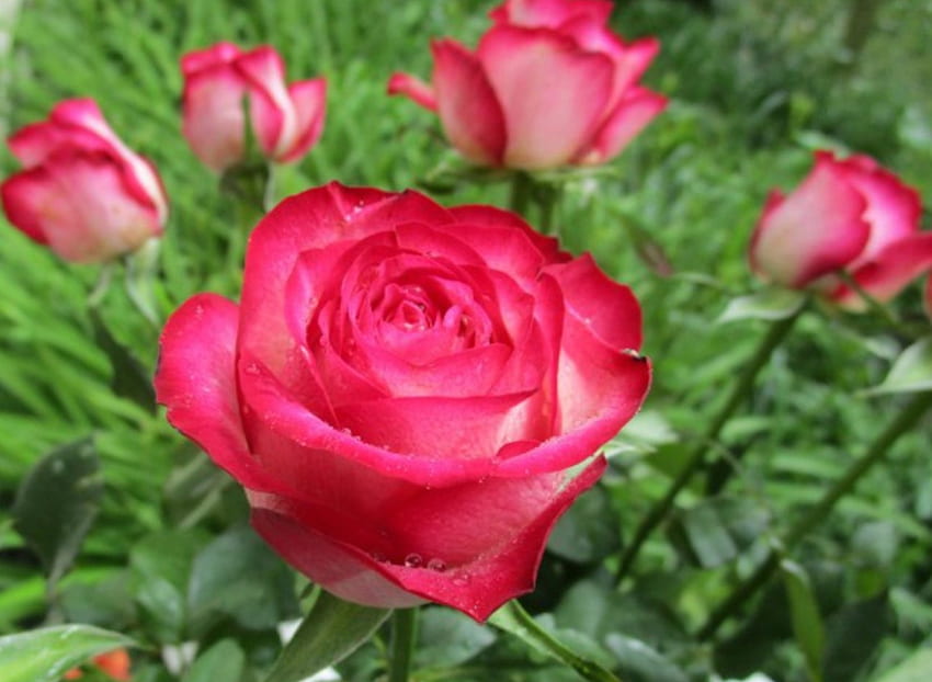 Bellezze rosa, natura, fiori, boccioli, rose Sfondo HD