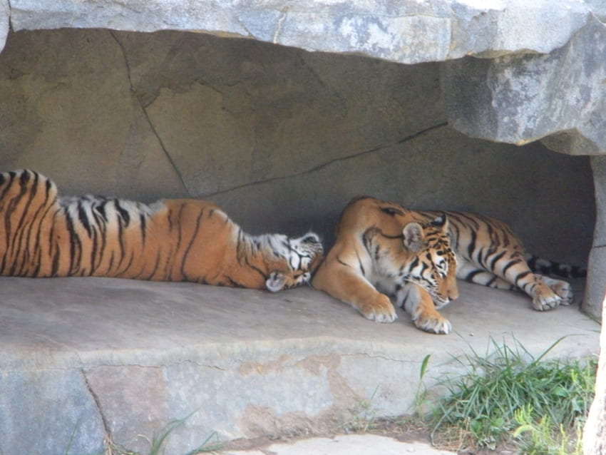 Two Tigers, two, bengal, cats, cave, grass, tigers, rock HD wallpaper