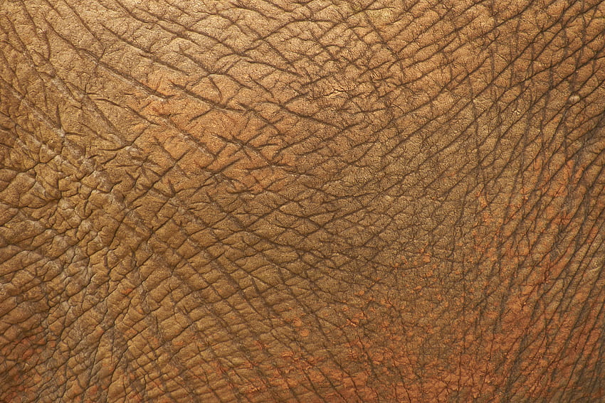 Texture, Textures, Animal, Folds, Pleating, Skin, Leather HD wallpaper