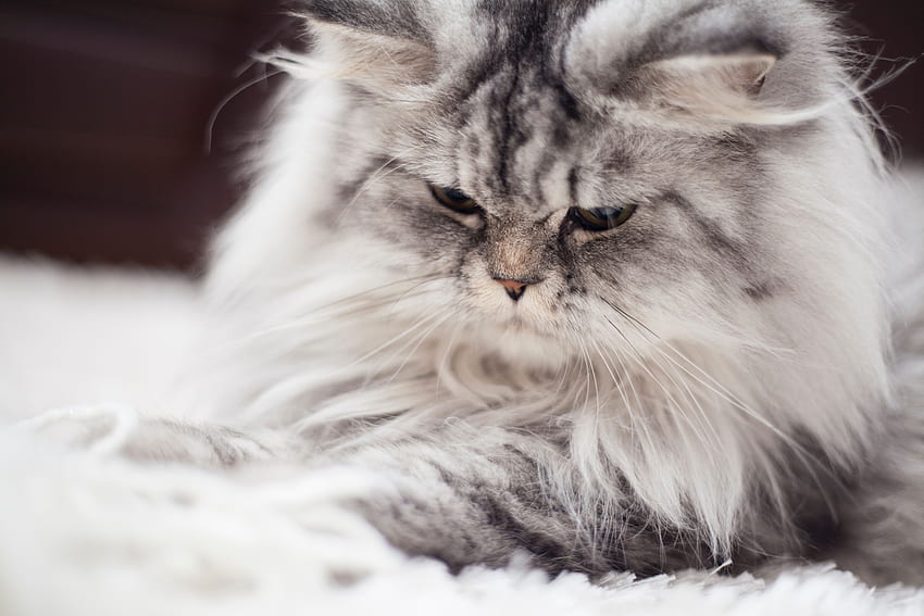 회색과 흰색 페르시안 고양이 · 주식 HD 월페이퍼