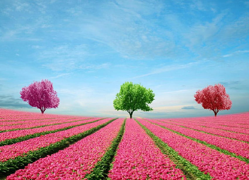 my colorful world, blue, colorful, fileds, poppy, red, trees, nature, flowers, sky, nive, lovely, greed HD wallpaper