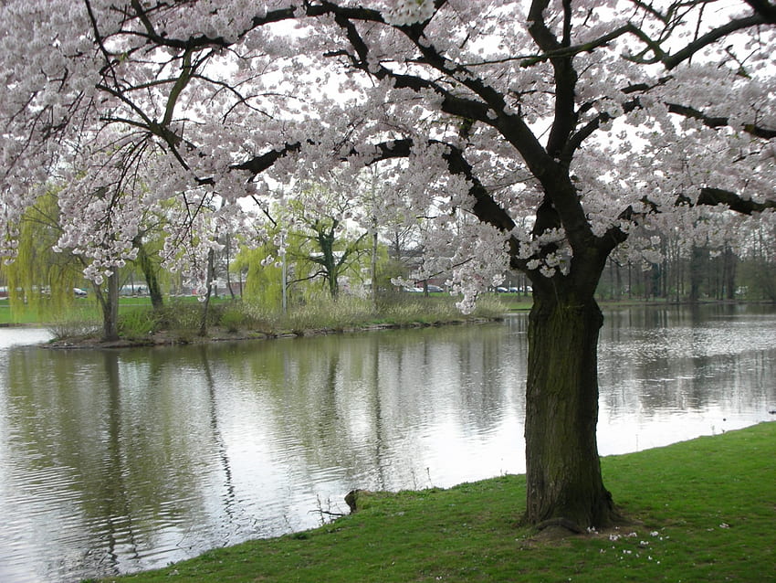 Frühling am Fluss, Fluss, Reflexion, Frühling, Wasser, Blüte, Baum HD-Hintergrundbild
