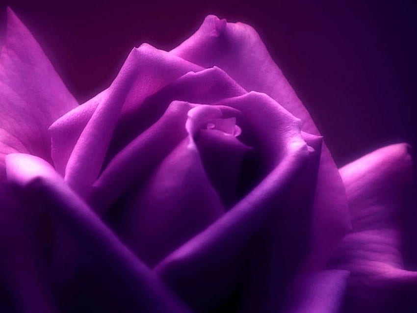 紫のバラ、花、バラ 高画質の壁紙