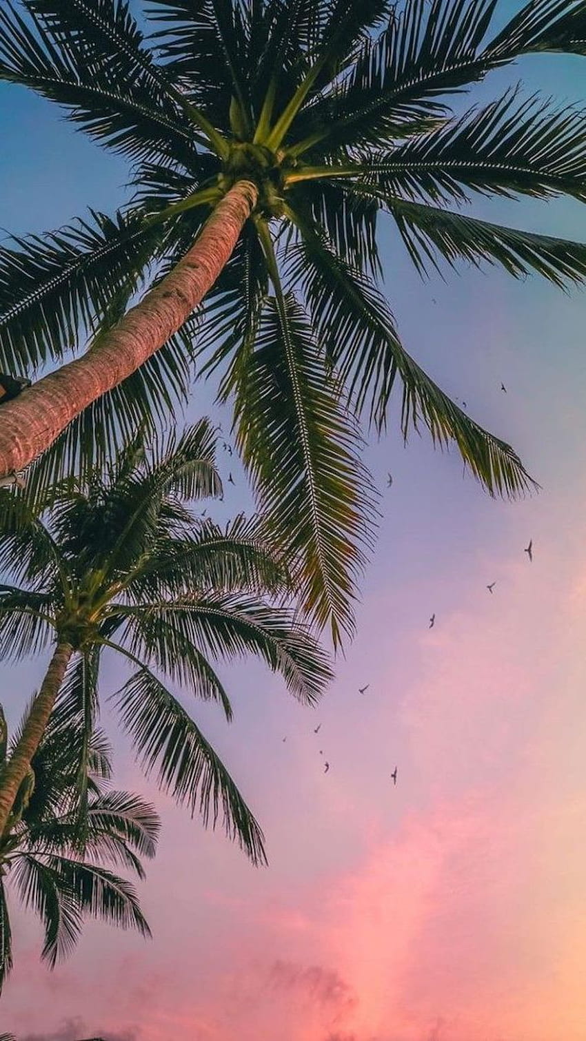 Sunset Aesthetic Palm Trees HD phone wallpaper | Pxfuel