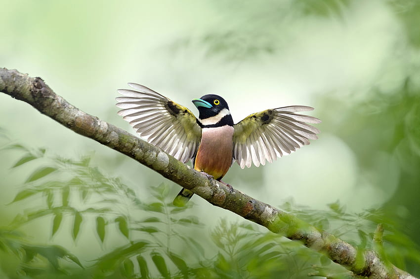pássaro, asas, verde, pasare, bonito papel de parede HD