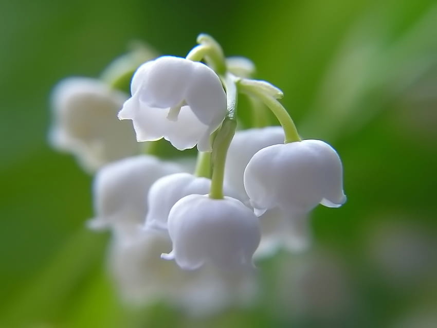 Tumbuhan, Bunga, Lily Of The Valley Wallpaper HD