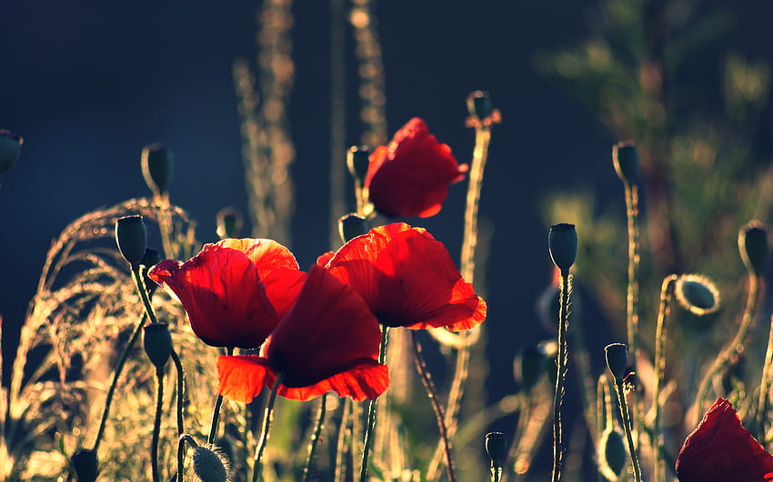 Poppies, field, red, nature, flowers HD wallpaper