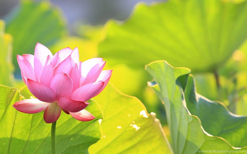 Green Leaves With Pink Lotus 434765 HD wallpaper
